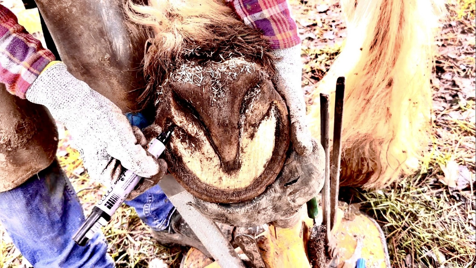 Parage de l'ASHE